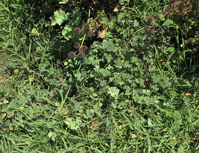 Detailed Picture 4 of Hairy Waterclover
