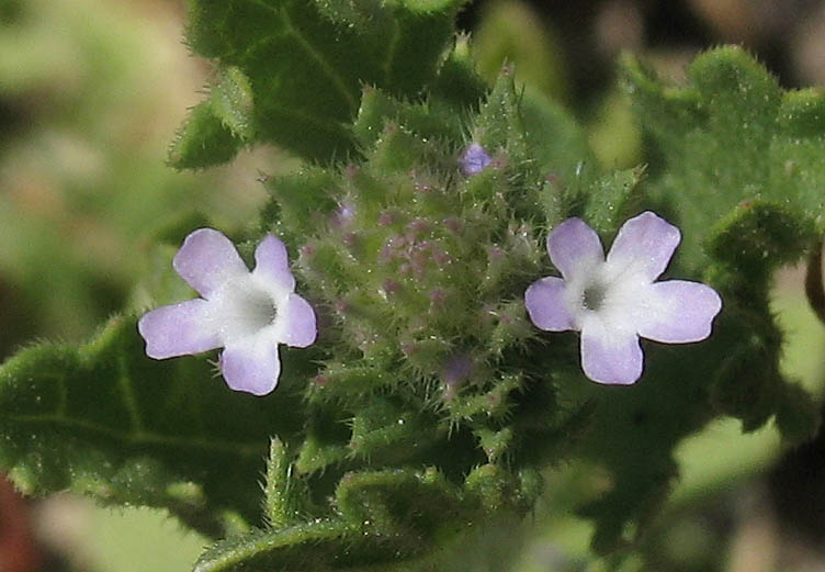 Detailed Picture 2 of Bigbract Verbena