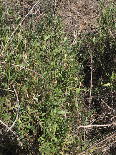 Detailed Picture 4 of Drummond's Gaura
