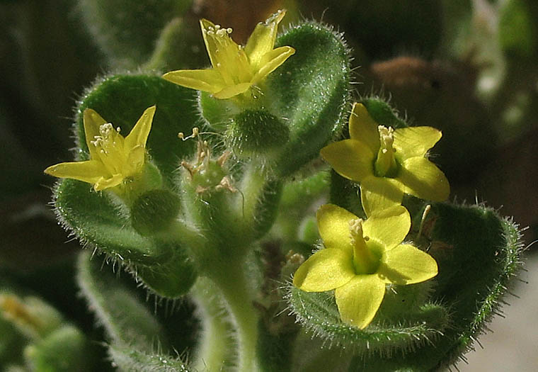 Detailed Picture 4 of Stick-leaf