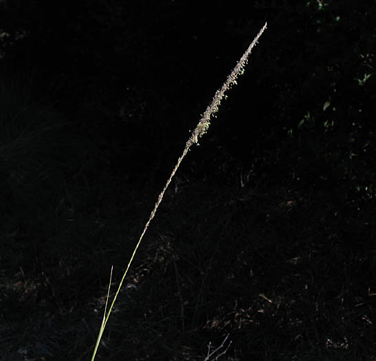 Detailed Picture 1 of Deergrass