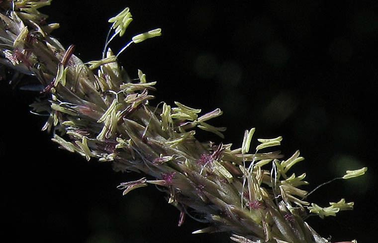 Detailed Picture 2 of Deergrass