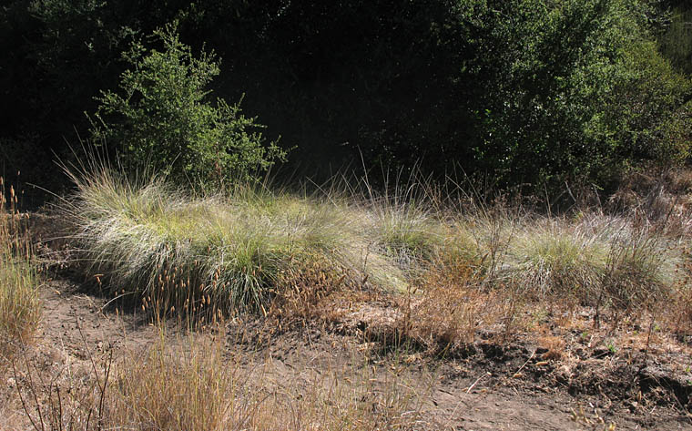 Detailed Picture 4 of Deergrass