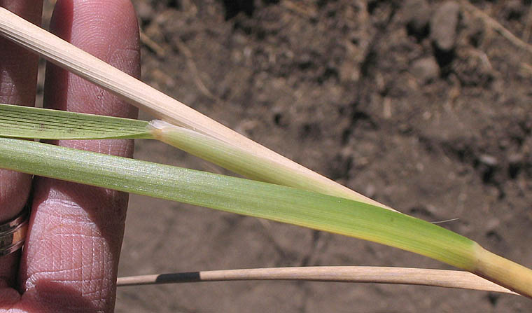 Detailed Picture 6 of Deergrass
