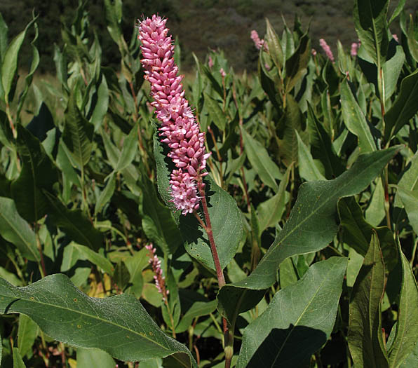 Detailed Picture 2 of Water Smartweed