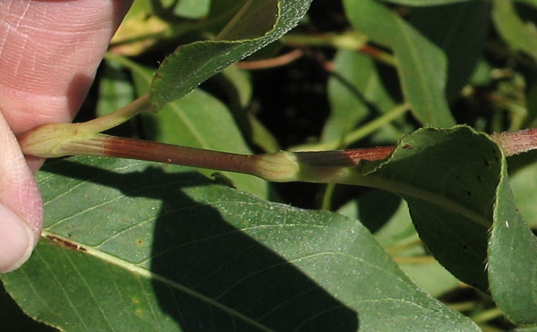 Detailed Picture 4 of Water Smartweed