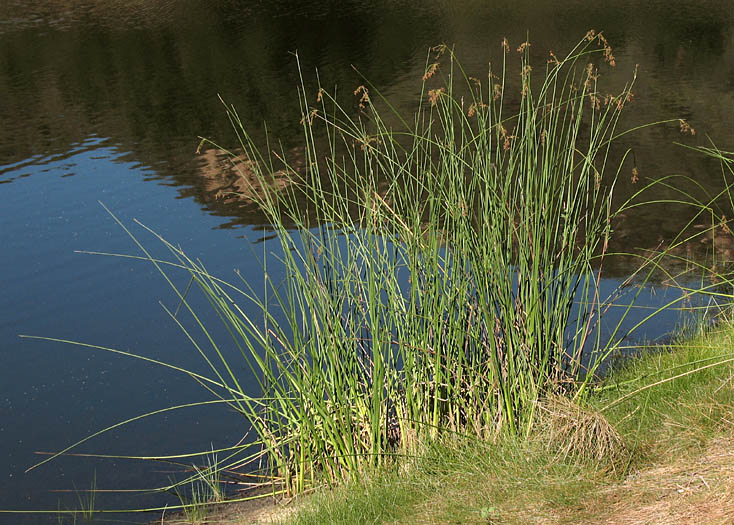 Detailed Picture 6 of California Bulrush