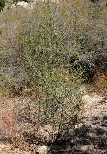 Detailed Picture 7 of Buck Brush