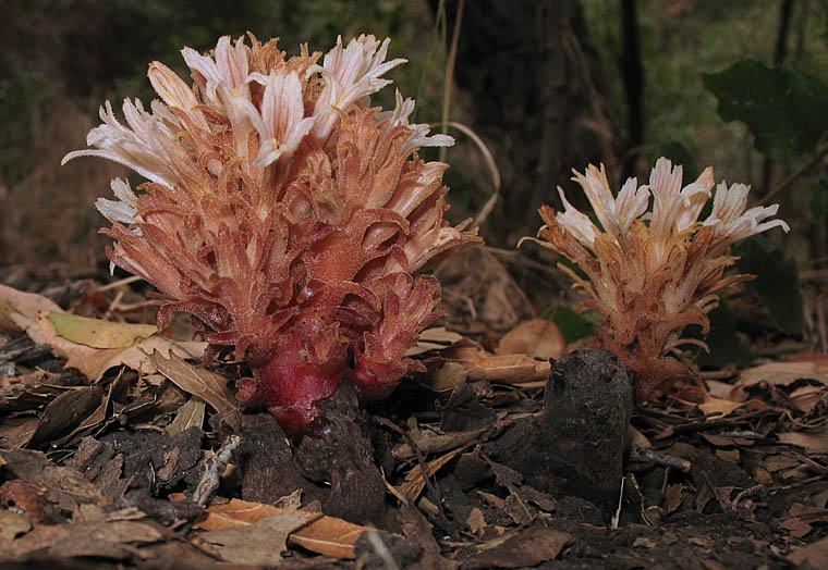 Detailed Picture 4 of Hillside Broomrape