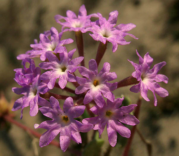 Detailed Picture 2 of Pink Sand Verbena