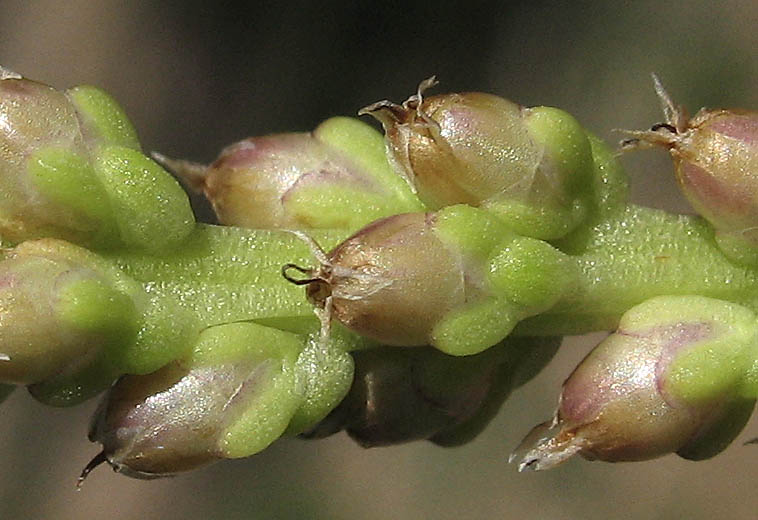 Detailed Picture 5 of Common Plantain