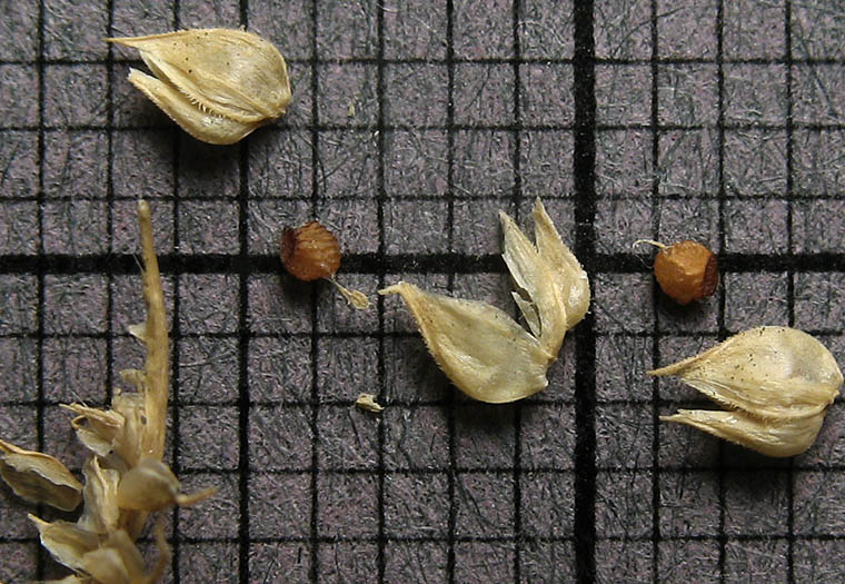 Detailed Picture 3 of Durban Crowfoot