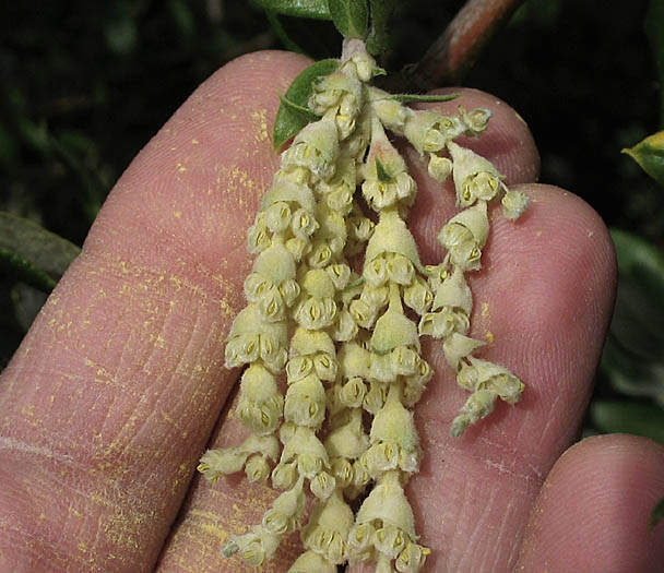 Detailed Picture 2 of Silk-tassel Bush