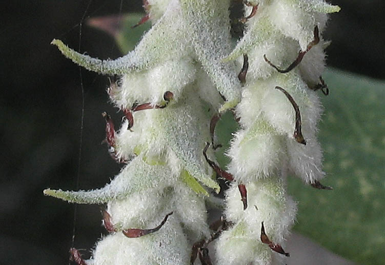 Detailed Picture 3 of Silk-tassel Bush