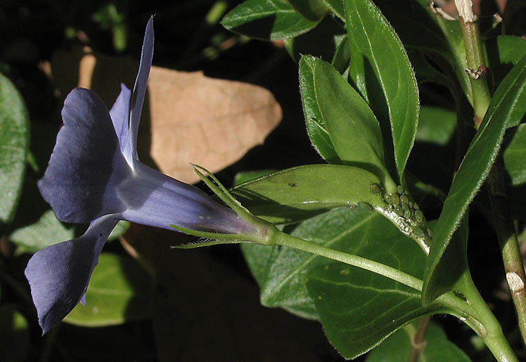 Detailed Picture 2 of Periwinkle