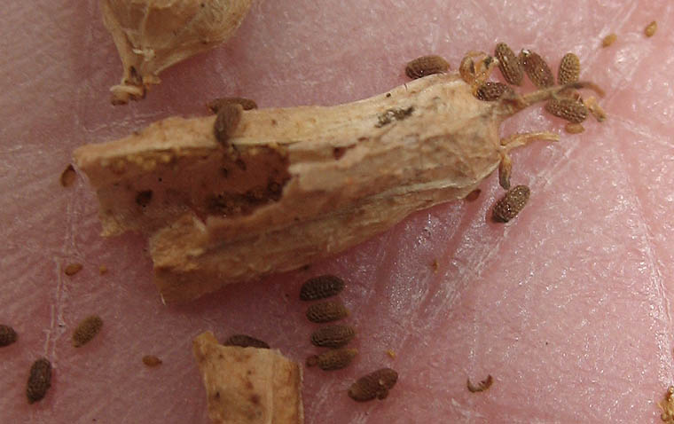 Detailed Picture 8 of Durango Root
