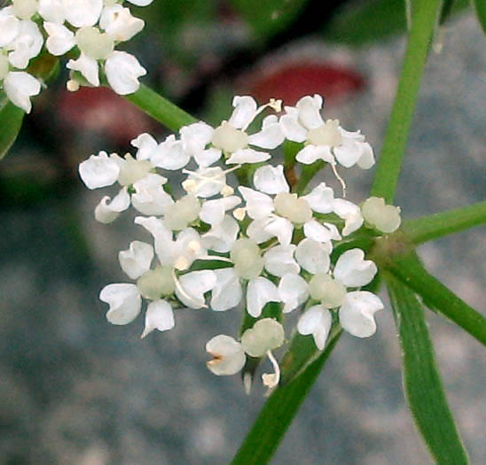 Detailed Picture 2 of Water Parsnip