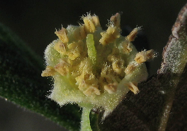 Detailed Picture 1 of Mountain Mahogany