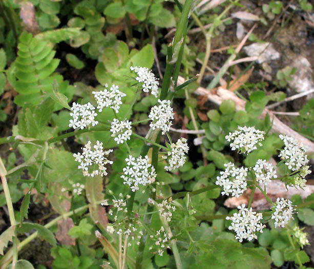 Detailed Picture 3 of Water Parsnip