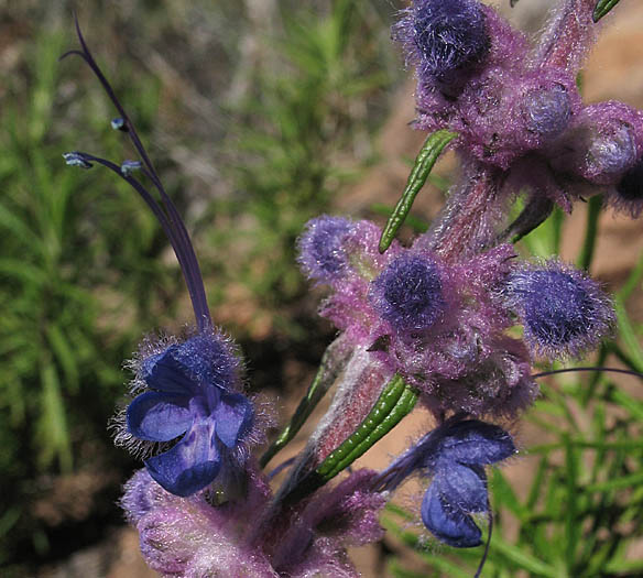 Detailed Picture 2 of Woolly Blue-curls