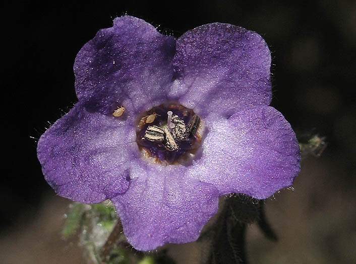 Detailed Picture 1 of Fiesta Flower