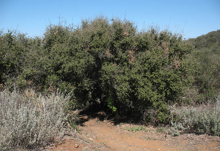 Detailed Picture 7 of Palmer's Oak