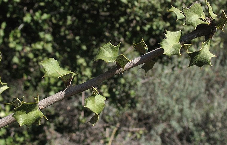 Detailed Picture 5 of Palmer's Oak