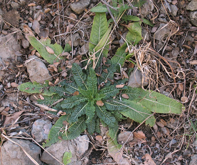 Detailed Picture 8 of Wild Teasel