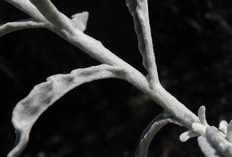 Detailed Picture 6 of Felt-leaf Everlasting