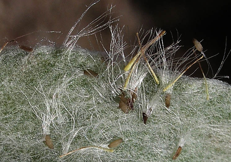 Detailed Picture 7 of Felt-leaf Everlasting