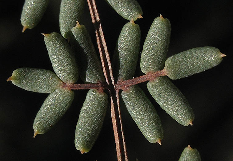 Detailed Picture 3 of Bird's-foot Fern