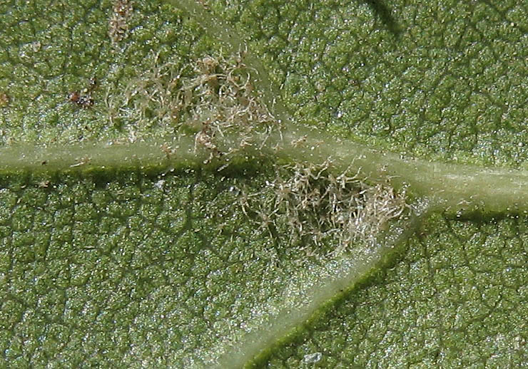Detailed Picture 8 of Coast Live Oak
