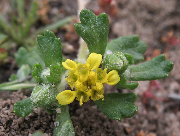 Detailed Picture 4 of Many-stem Woolly Sunflower