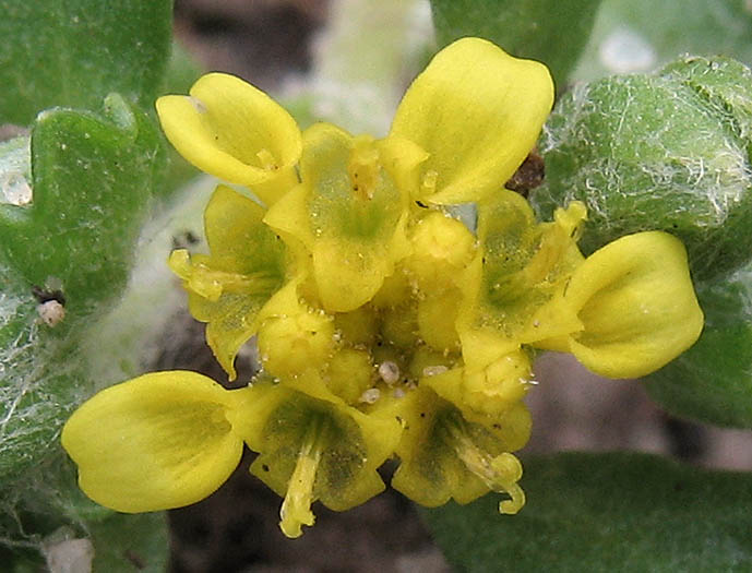 Detailed Picture 1 of Many-stem Woolly Sunflower