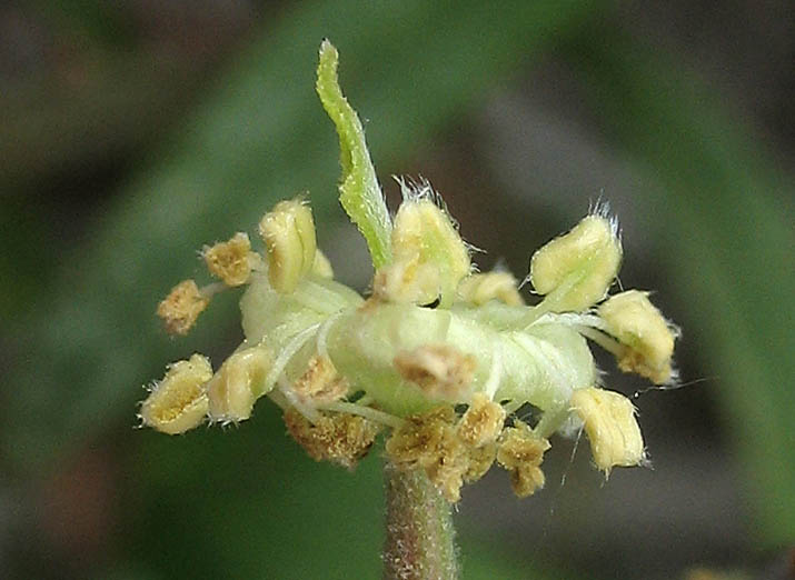 Detailed Picture 2 of Mountain Mahogany