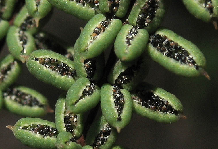 Detailed Picture 4 of Bird's-foot Fern