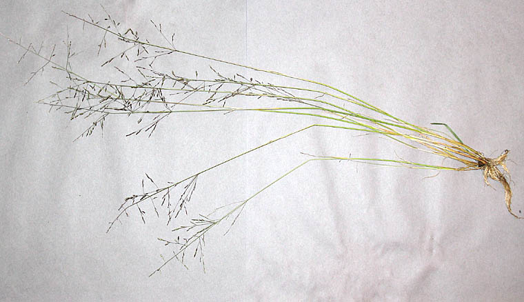 Detailed Picture 6 of European Alkali Grass