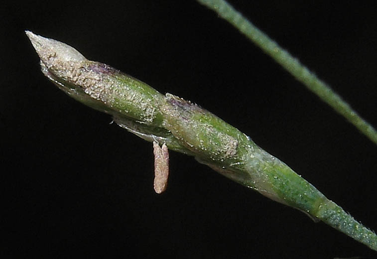 Detailed Picture 5 of European Alkali Grass