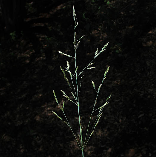 Detailed Picture 1 of European Alkali Grass