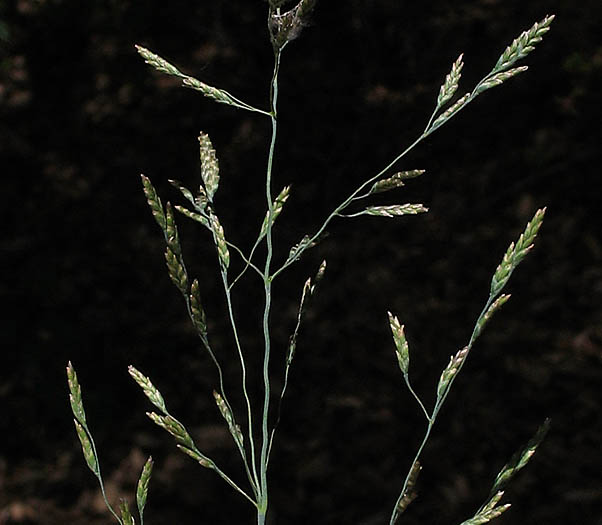 Detailed Picture 2 of European Alkali Grass