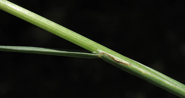 Detailed Picture 7 of European Alkali Grass
