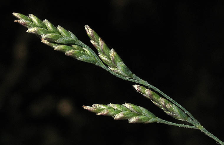 Detailed Picture 3 of European Alkali Grass