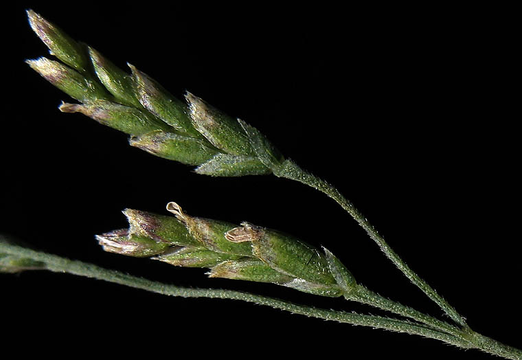 Detailed Picture 4 of European Alkali Grass
