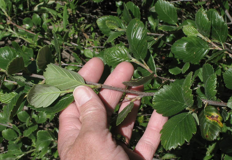 Detailed Picture 5 of Mountain Mahogany