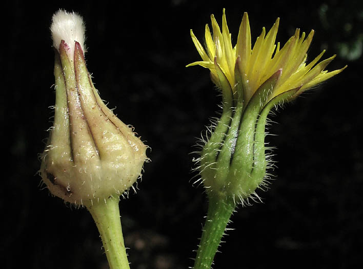 Detailed Picture 2 of Prickly Goldenfleece