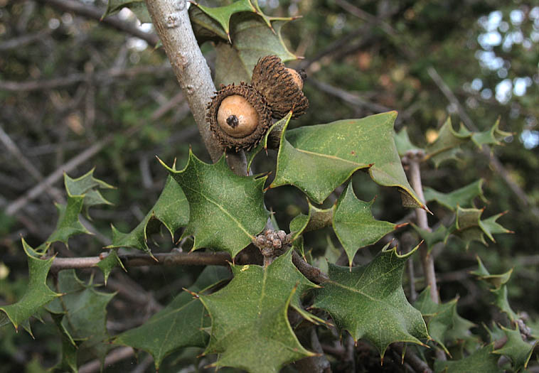 Detailed Picture 8 of Palmer's Oak