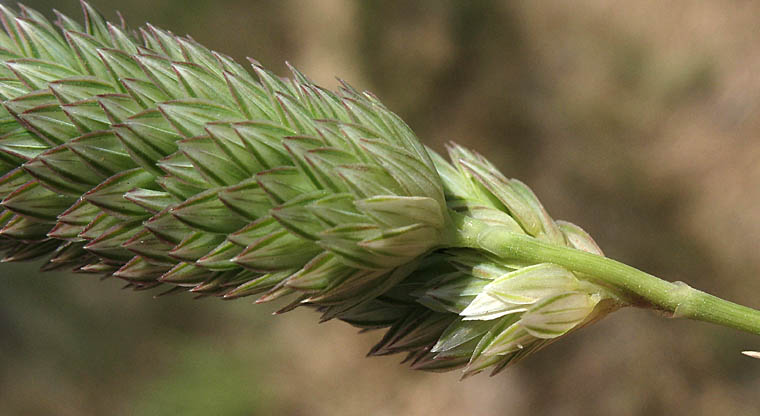 Detailed Picture 2 of Harding Grass