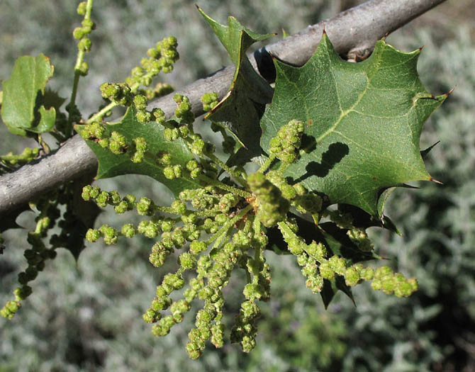 Detailed Picture 1 of Palmer's Oak