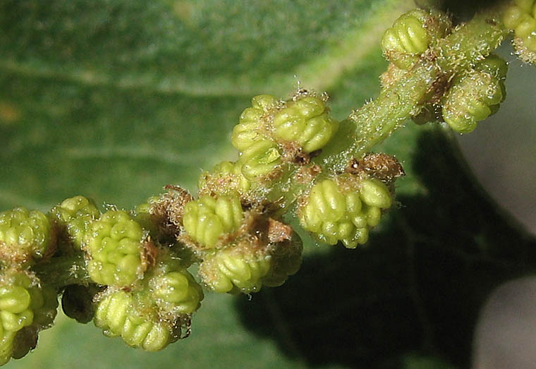 Detailed Picture 2 of Palmer's Oak
