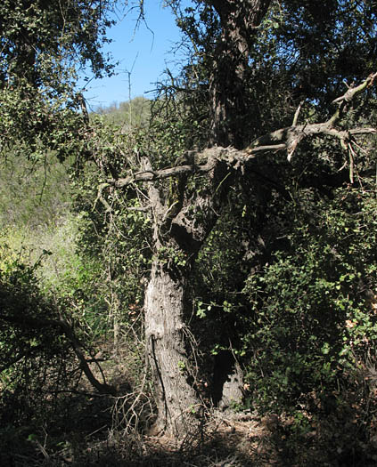 Detailed Picture 9 of Palmer's Oak